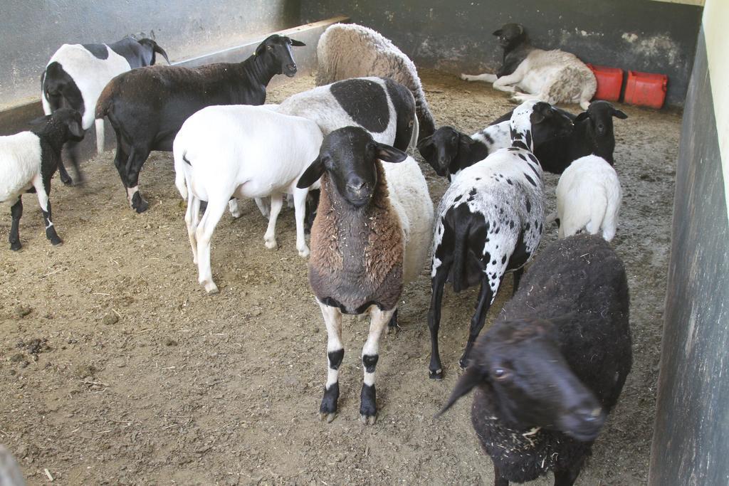 Hotel Fazenda Parque Dos Sonhos Socorro  Zewnętrze zdjęcie